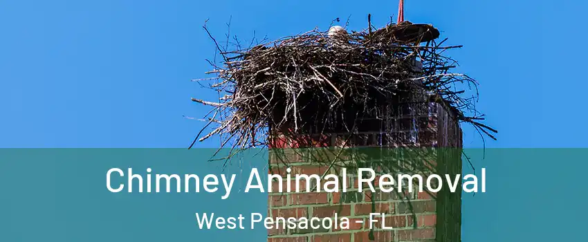  Chimney Animal Removal West Pensacola - FL