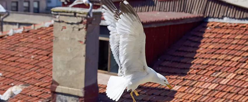 Residential Chimney Animal Removal Solution in West Pensacola, FL